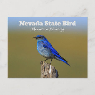 Carte Postale Oiseau du Nevada