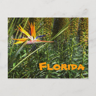 Carte postale Oiseau du Paradis de Floride