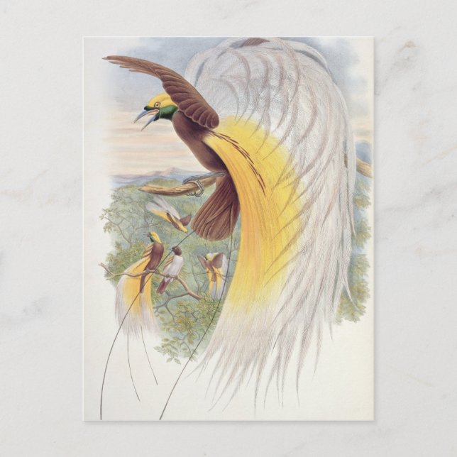 Carte Postale Oiseau du Paradis, des "Oiseaux de Nouvelle-Guinée (Devant)