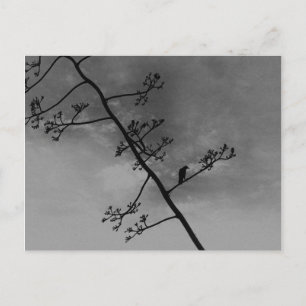 Carte Postale Oiseau éffrayant sur limbe Noir et Blanc