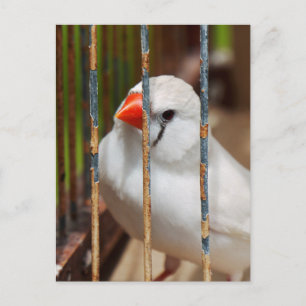 Carte Postale Oiseau en cage blanc Zèbre Finch