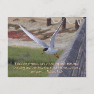 Carte Postale Oiseau en vol