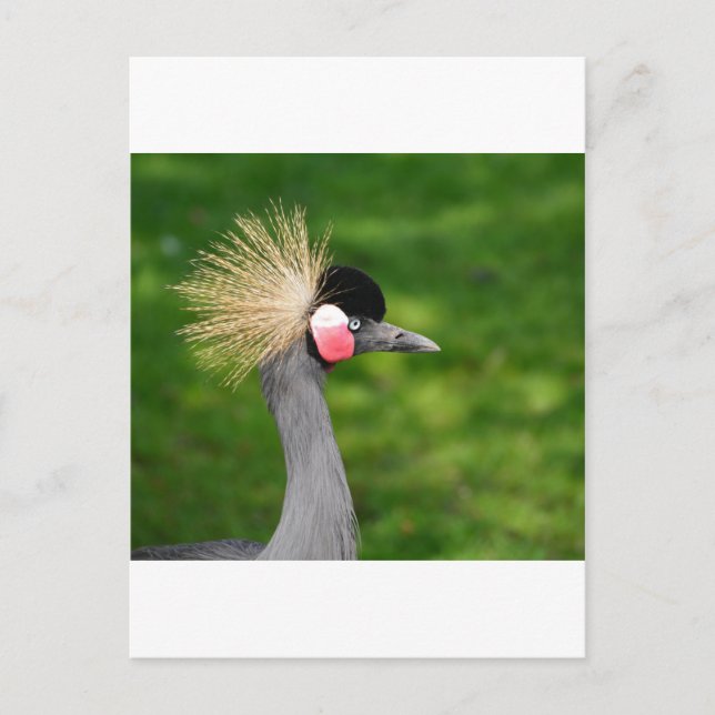 Carte Postale Oiseau exotique (Devant)