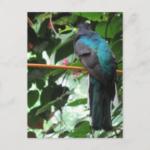 Carte Postale Oiseau exotique à longue queue