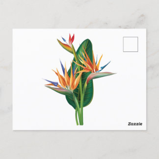 Carte Postale oiseau exotique de fleur de paradis