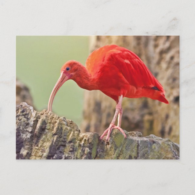 Carte postale Oiseau Ibis Scarlet (Devant)