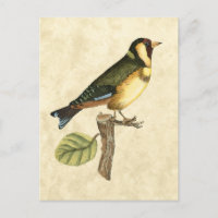 Oiseau jaune et vert perché sur une petite branche