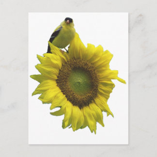 Carte Postale Oiseau jaune sur tournesol jaune.