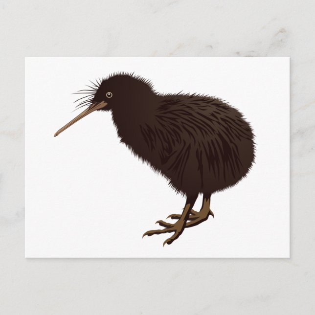 Carte Postale Oiseau kiwi (Devant)
