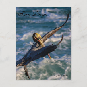 Carte Postale Oiseau libre