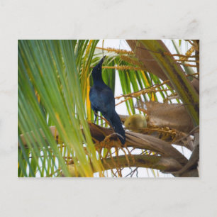 Carte Postale Oiseau noir