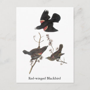 Carte Postale Oiseau-noir à ailes rouges, John Audubon