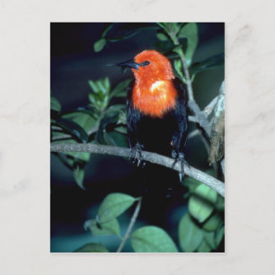 Carte Postale Oiseau noir à tête rayée, Amérique du Sud