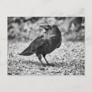 Carte Postale Oiseau noir, corneille, sur les rochers