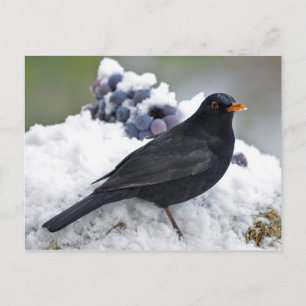 Carte Postale Oiseau noir dans la neige