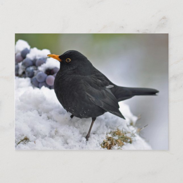Carte Postale Oiseau noir dans la neige (Devant)