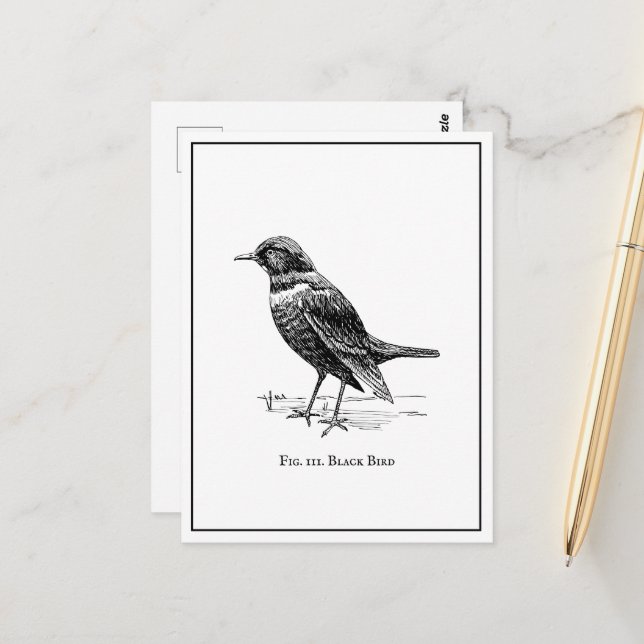 Carte Postale Oiseau noir moderne amusant et original  (Devant/Arrière en situation)