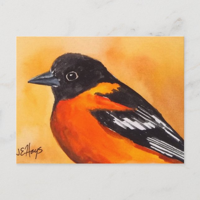 Carte postale Oiseau Oriole Baltimore (Devant)