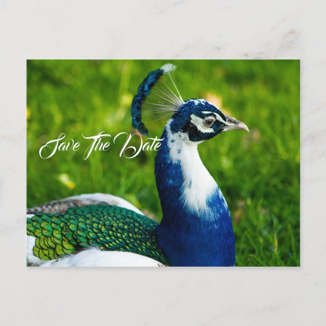 Carte postale oiseau paon Enregistrez la date (Devant)
