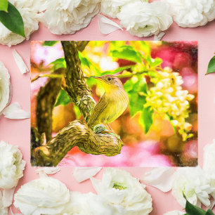 Carte postale Oiseau Peint Maison Wren