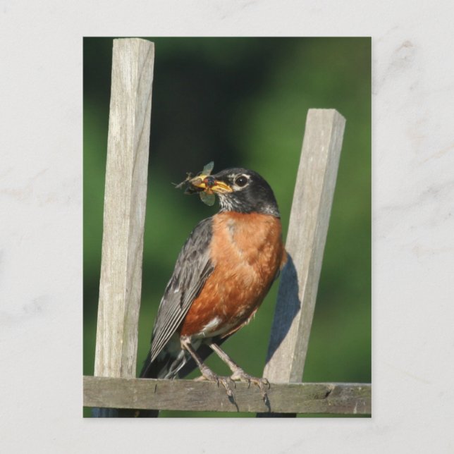 Carte Postale Oiseau précoce (Devant)