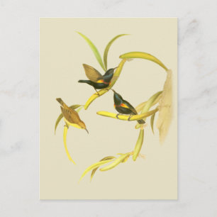 Carte Postale Oiseau-soleil pourpre
