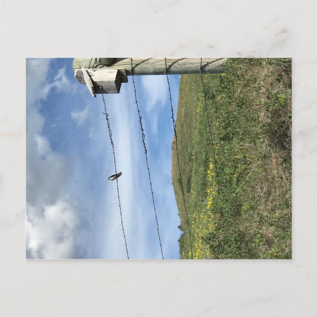 Carte Postale Oiseau sur barbelés Ours Paw Mountains (Devant)