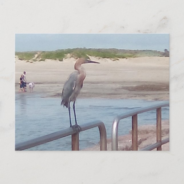 Carte Postale Oiseau sur la jetée - Corpus Christi, Texas (Devant)