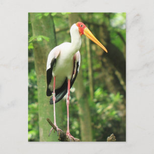 Carte postale Oiseau tropical