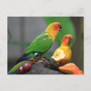Carte postale Oiseau tropical