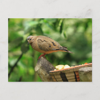 Carte postale Oiseau tropical