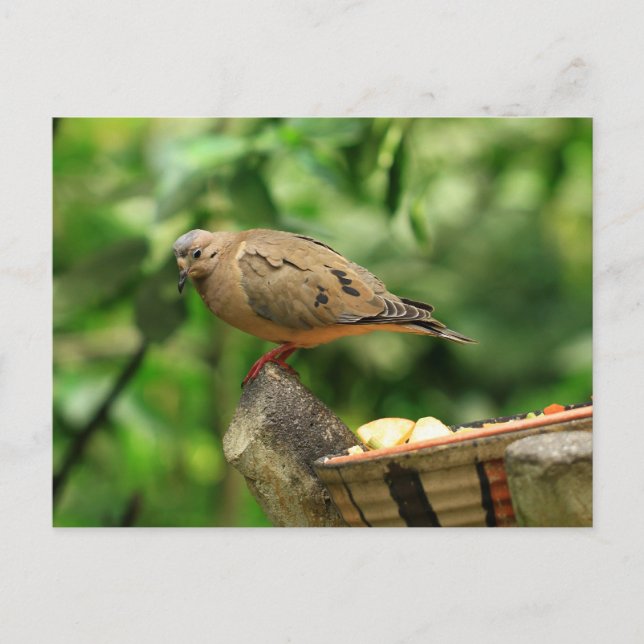 Carte postale Oiseau tropical (Devant)