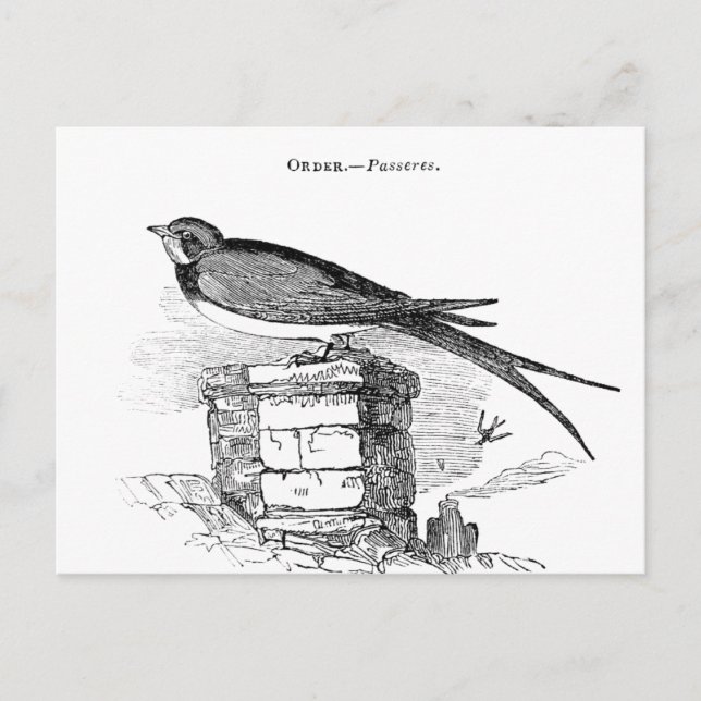 Carte Postale oiseau vintage (Devant)
