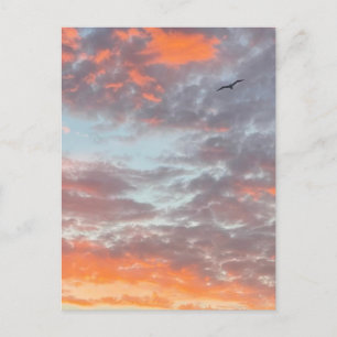 Carte Postale Oiseau Volant Nuages Roses Ciel Photo