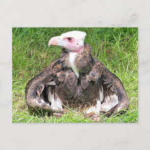 CARTE POSTALE OISEAU VULTURE DE LA PROIE