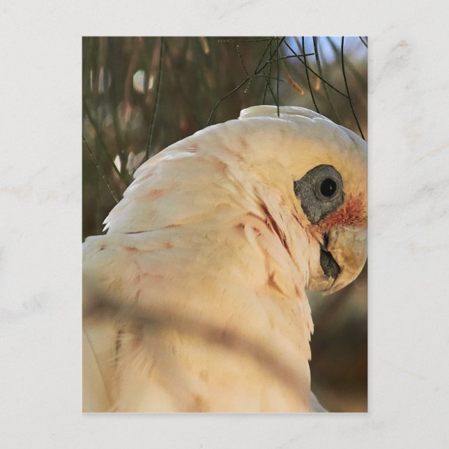 Carte Postale Oiseaux (Devant)