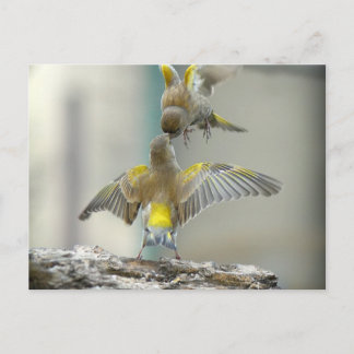 Carte Postale oiseaux