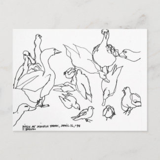 Carte Postale Oiseaux à Mingus Park, Coos Bay, Oregon