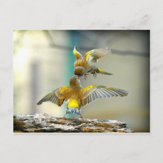 Carte Postale oiseaux aimant