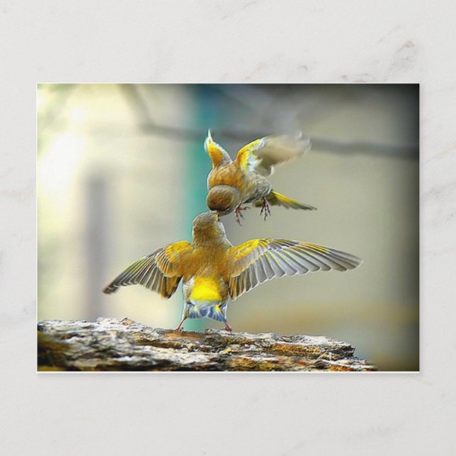 Carte Postale oiseaux aimant (Devant)