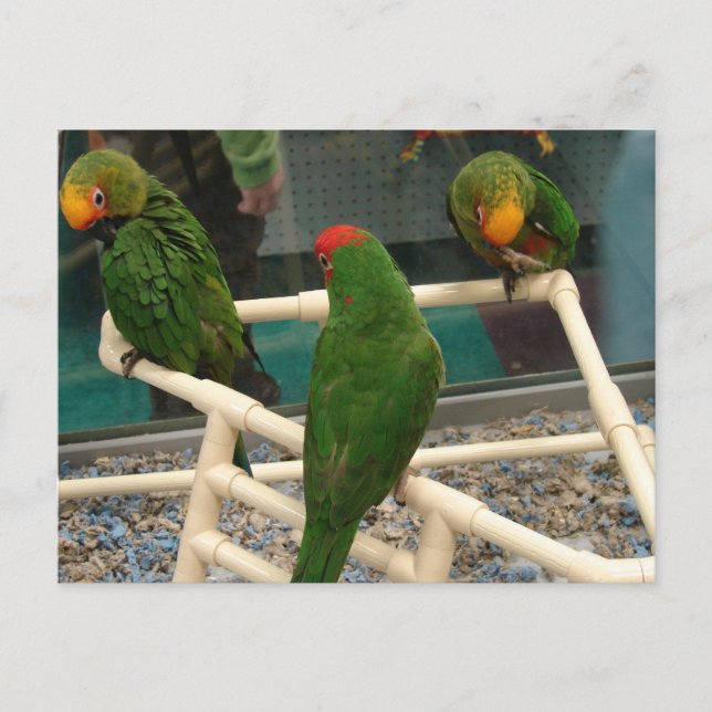 Carte Postale Oiseaux au magasin pour animaux de compagnie (Devant)