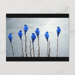 Carte Postale Oiseaux bleus