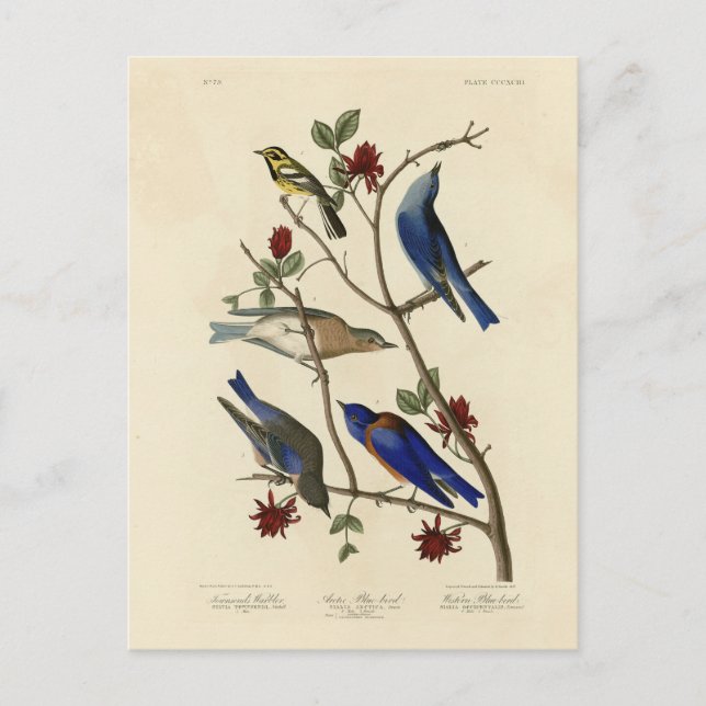 Carte Postale Oiseaux bleus et Paruline, Oiseaux d'Amérique d'Au (Devant)