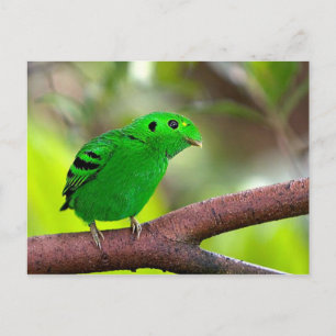 Carte Postale Oiseaux colorés