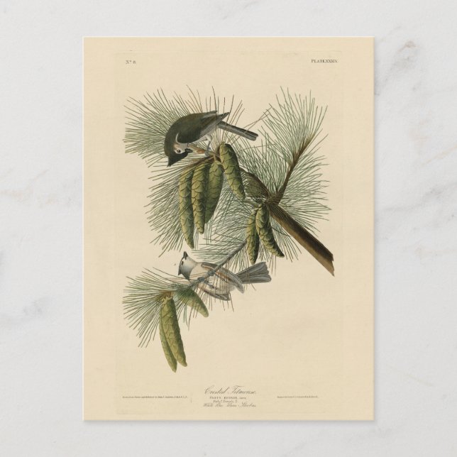 Carte Postale Oiseaux d'Amérique à pois (touffus) (Devant)