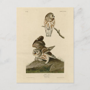 Carte Postale Oiseaux d'Amérique d'Audubon