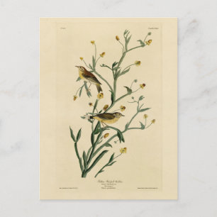 Carte Postale Oiseaux d'Amérique de la Paruline Audubon