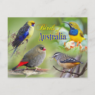Carte Postale Oiseaux d'Australie