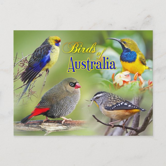 Carte Postale Oiseaux d'Australie (Devant)