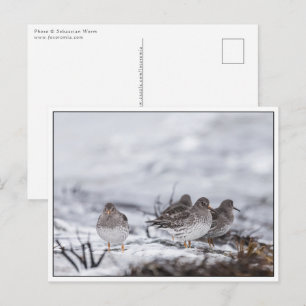 Carte Postale Oiseaux de Bécasseaux Photo Nature